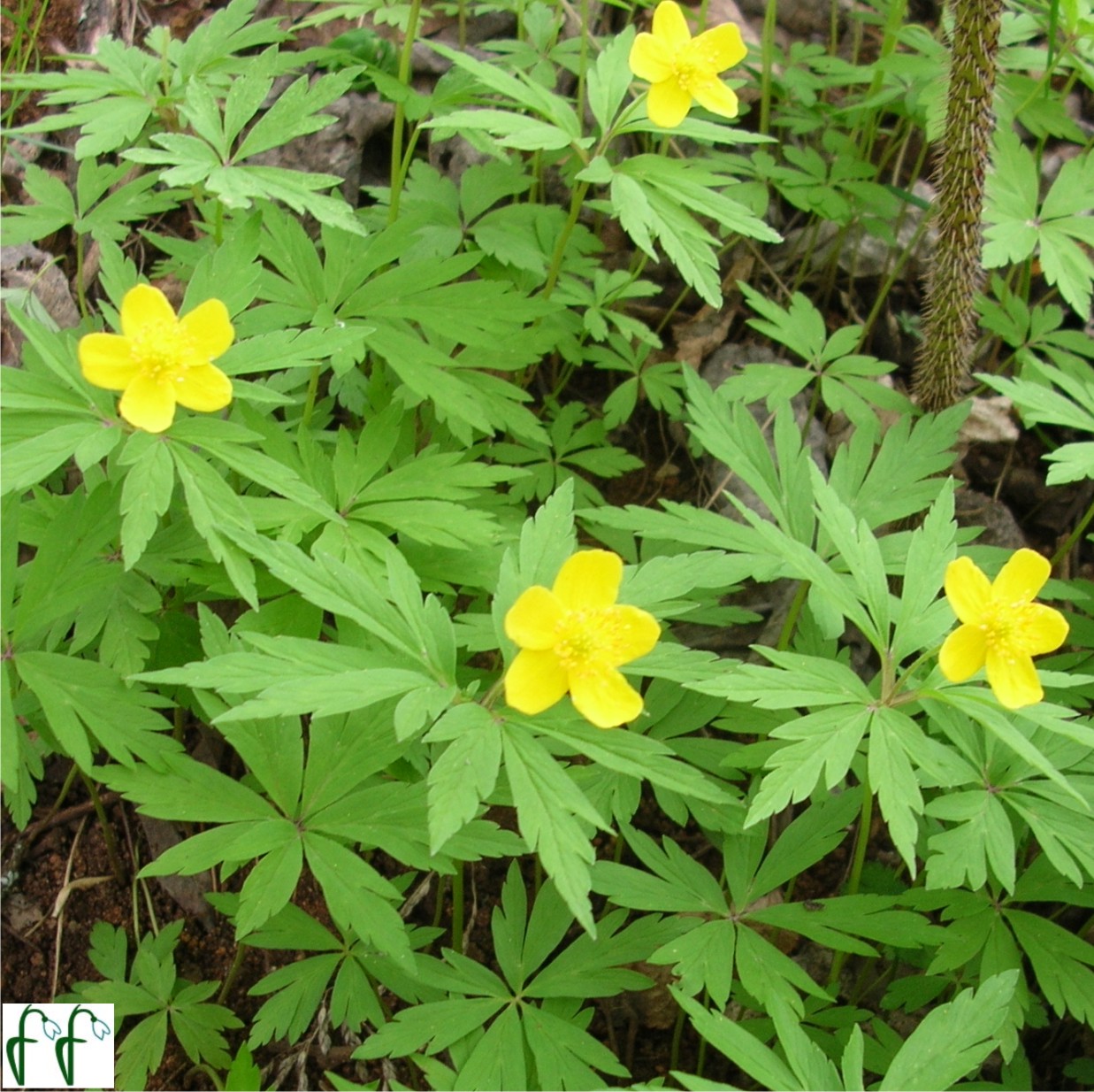 Каталог — Ветреница лютичная (Anemone ranunculoides) купить саженцы, семена  и луковицы.